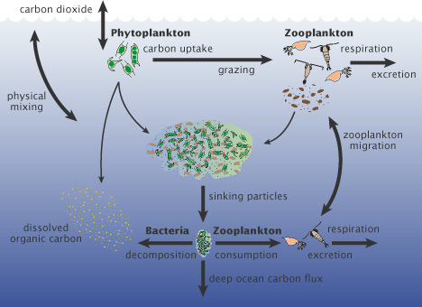 RACHELS-CARSON OF TODAY: March 2012 diagram of a diatom 