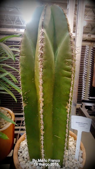 Meu Cantinho Verde: MANDACARÚ-DE-PÉROLA - ( Stenocereus marginatus )