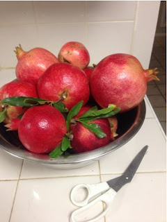 pomegranates in a bowl with scissors for scale
