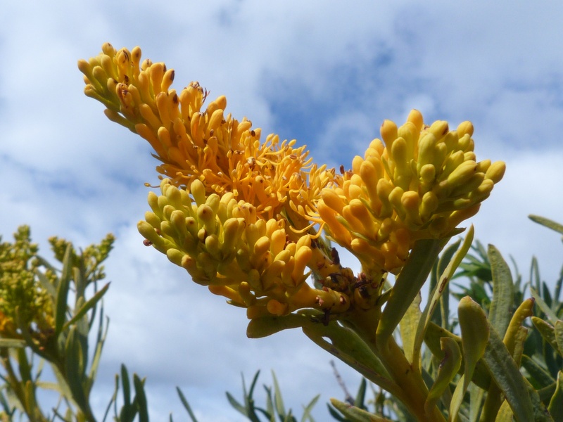 Ian Fraser, talking naturally An Alphabet of Yellow Flowers