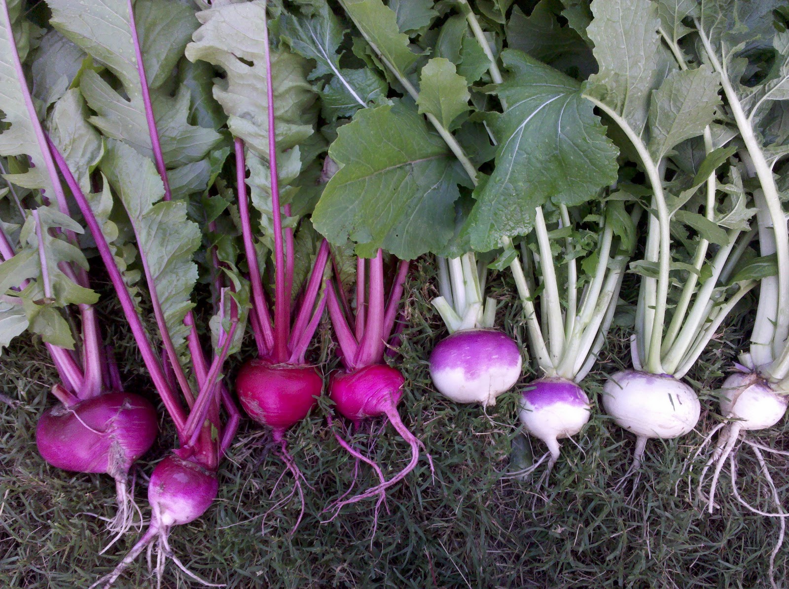Toadstools and Fairy Rings First Turnips