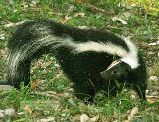 Striped skunk