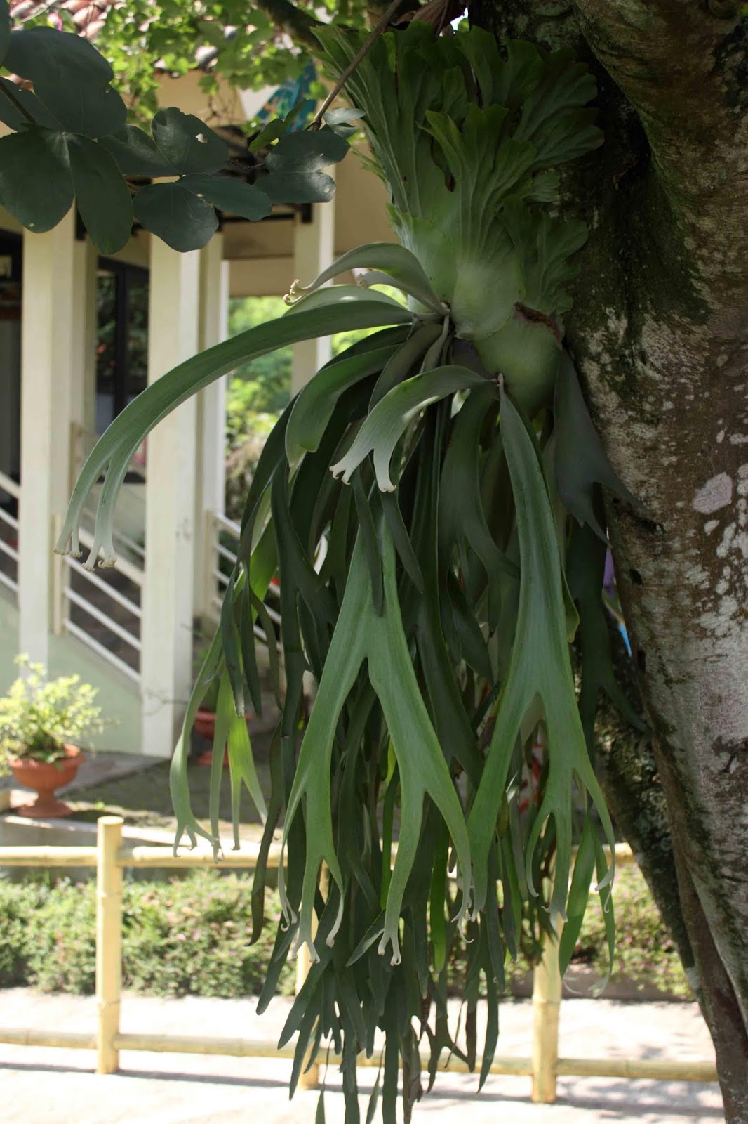 Paku-pakuan Tanduk Rusa (Platycerium spp)