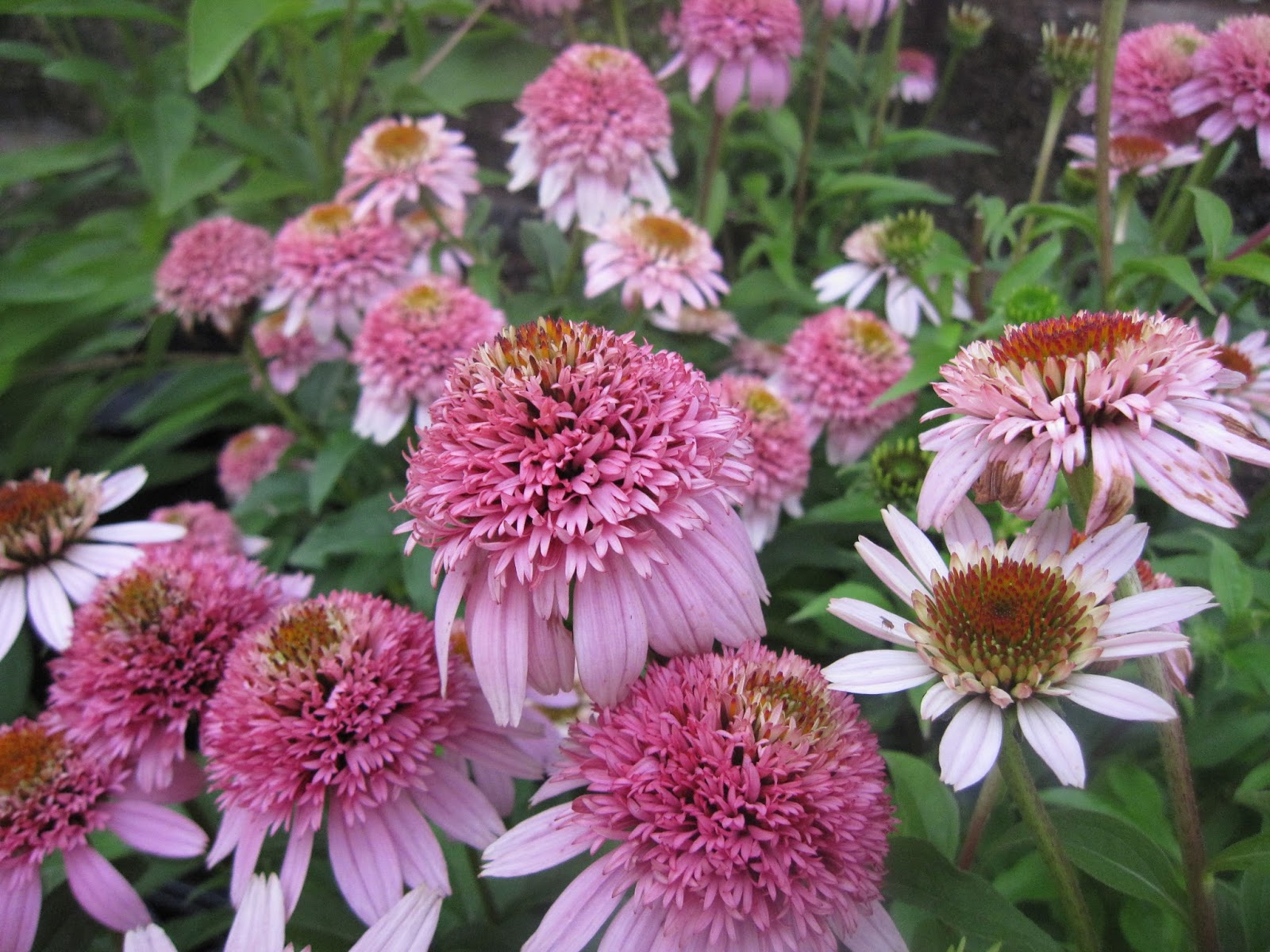 Эхинацея Echinacea Secret Romance