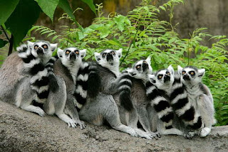 wild-animal wild-animal