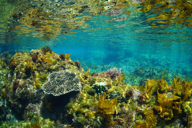 伊豆大島 水中写真 トウシキ タイドプール 高縄奈々 伊豆大島 水中写真 トウシキ タイドプール 高縄奈々