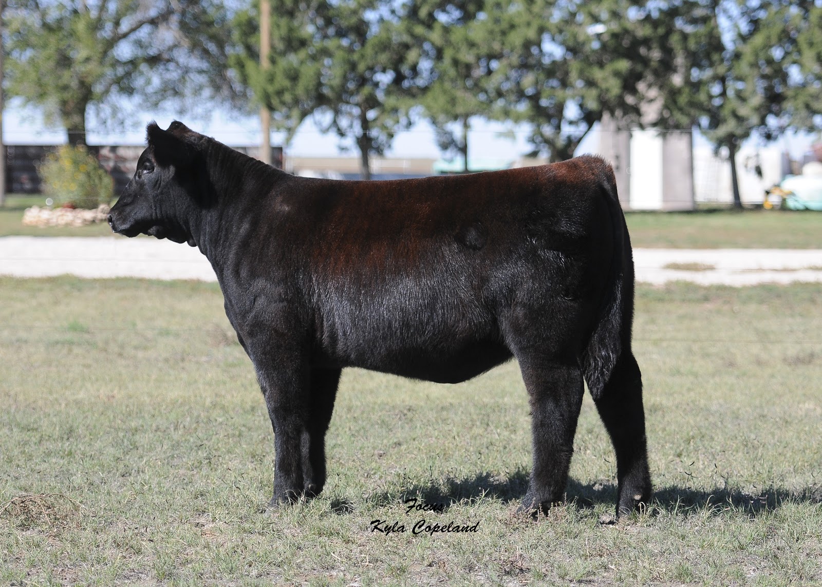 Lautner Farms Duncan Livestock Show Cattle Online Sale November 1