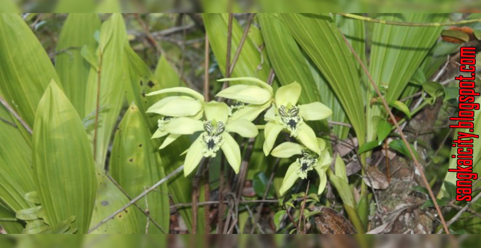 Obyek Wisata Taman Anggrek Hitam di Desa Murutuwu – Barito Timur