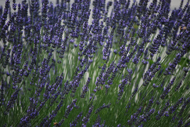 Summer Lavender