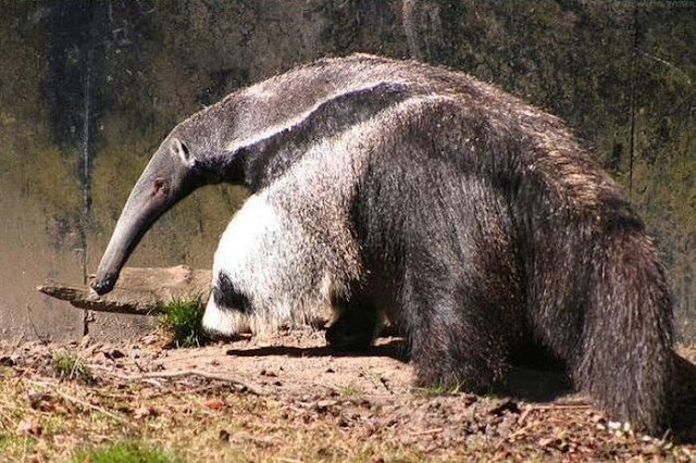 Giant anteater legs look like pandas, nature's optical illusions, giant anteater legs