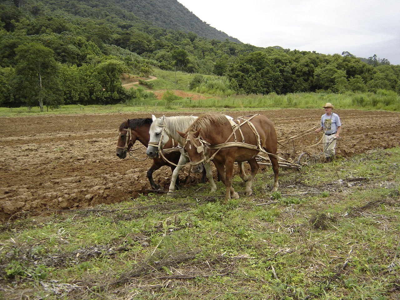 Tração Animal Na Agricultura - NAZAEDU