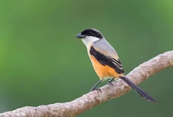 Penyebab Cendet Nyepah Utuh Dan Cara Mengobatinya Menggunakan Ramuan Alami Sukses Perawatan