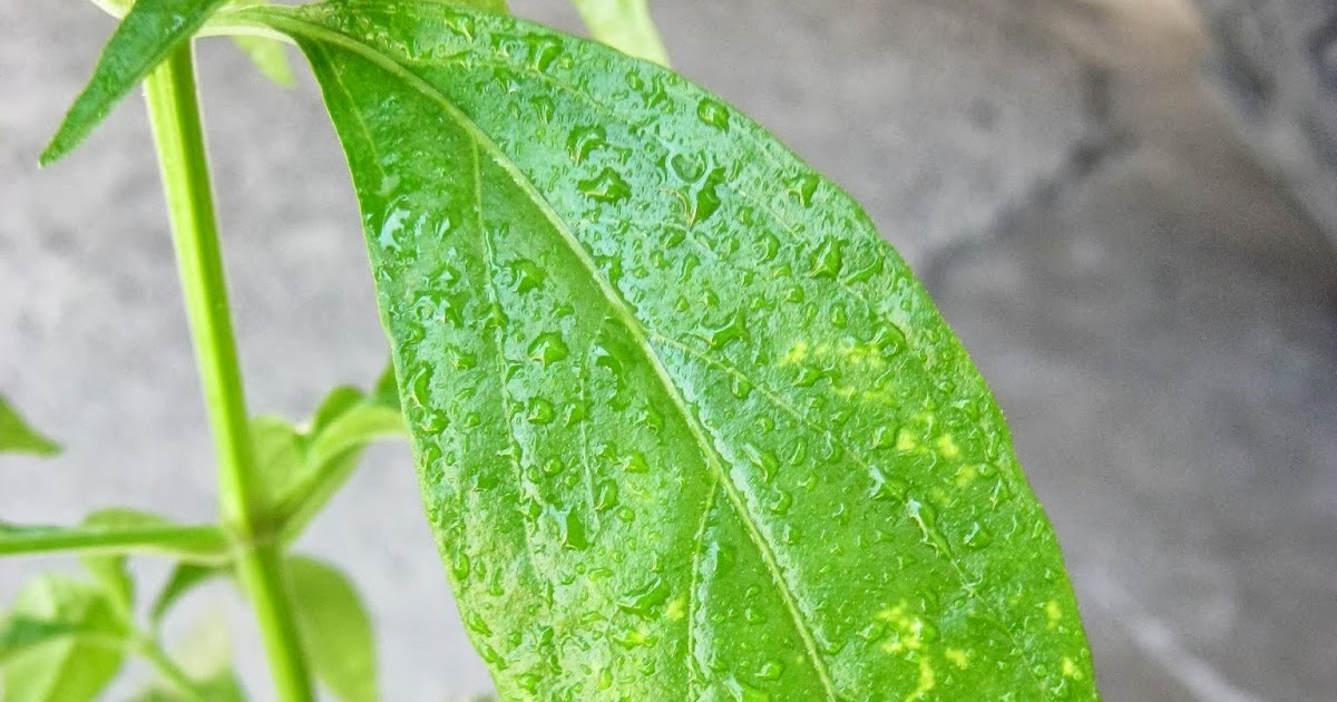 Gawing Natural Tea ang Halamang Serpentina at Inumin ito Gawing Natural Tea ang Halamang Serpentina at Inumin ito