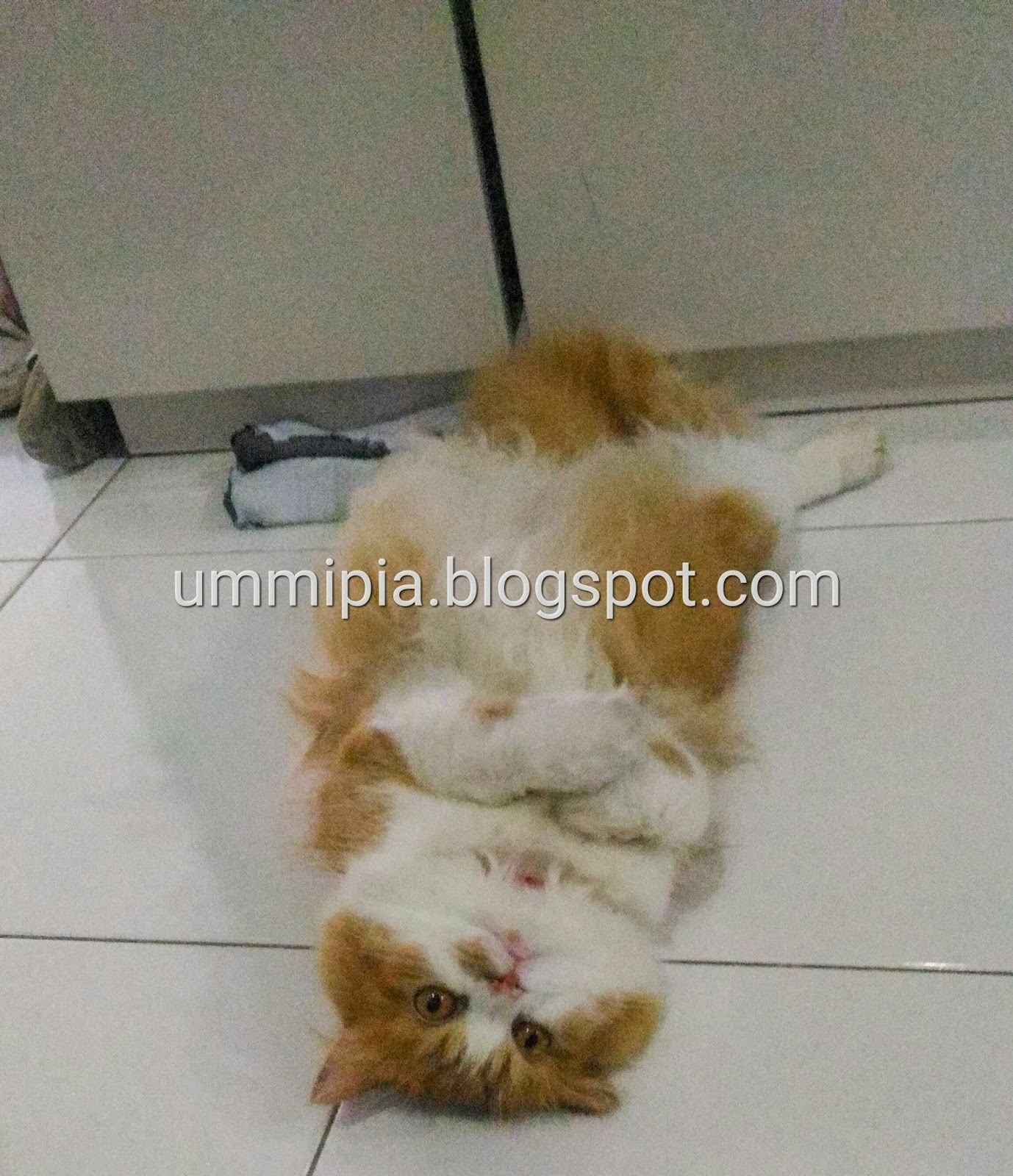 Afzan Sidi Grooming Kucing Di Kuantan