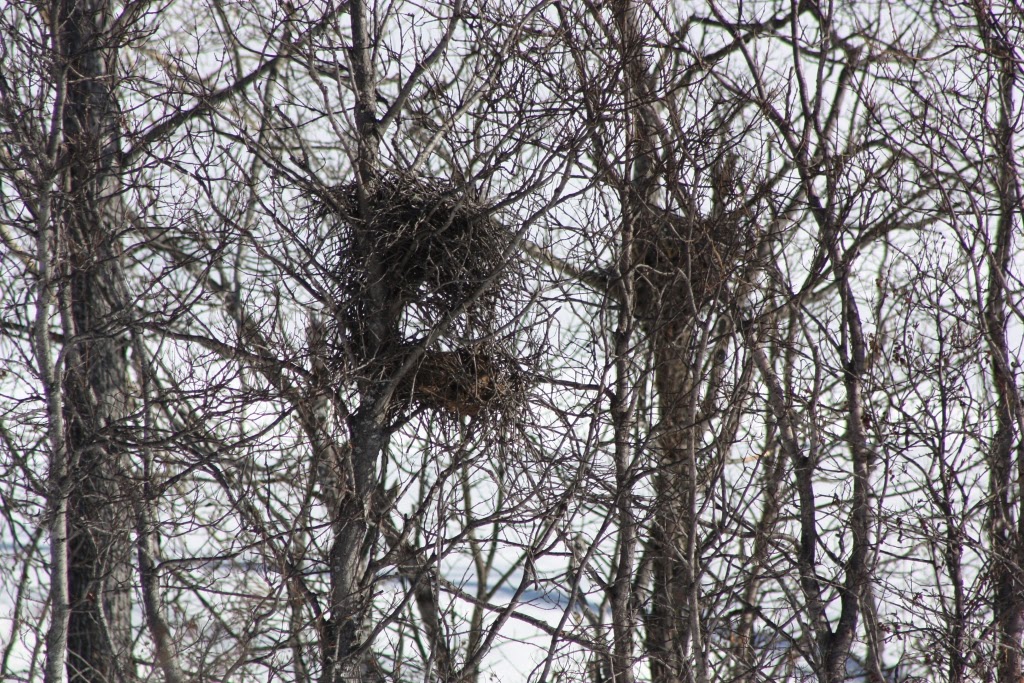 each day an adventure in alaska March 2014