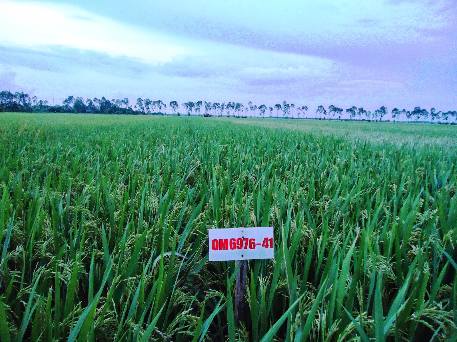 CÂY LƯƠNG THỰC: Lúa Gạo Việt Nam diễn đàn chọn tạo giống