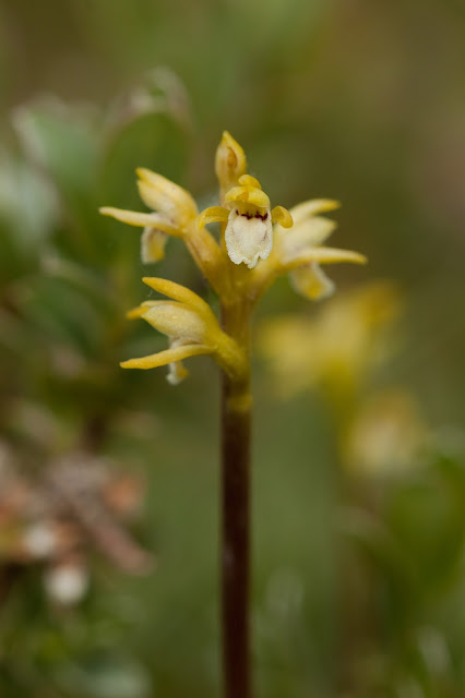 Coralroot Orchid - Sandscale Haws, Cumbria