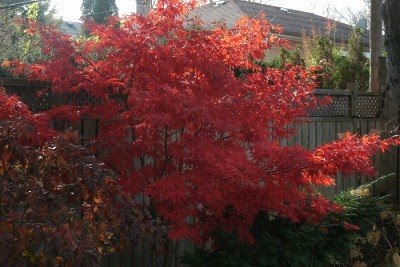 fall bloodgood japanese maple in toronto by paul jung ecological organic gardening services