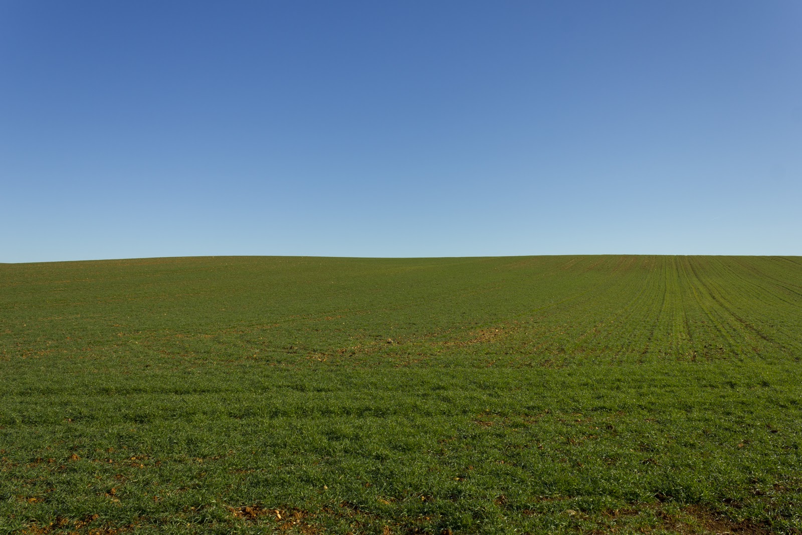 Mentes Ignorantes TIERRA DE CAMPOS