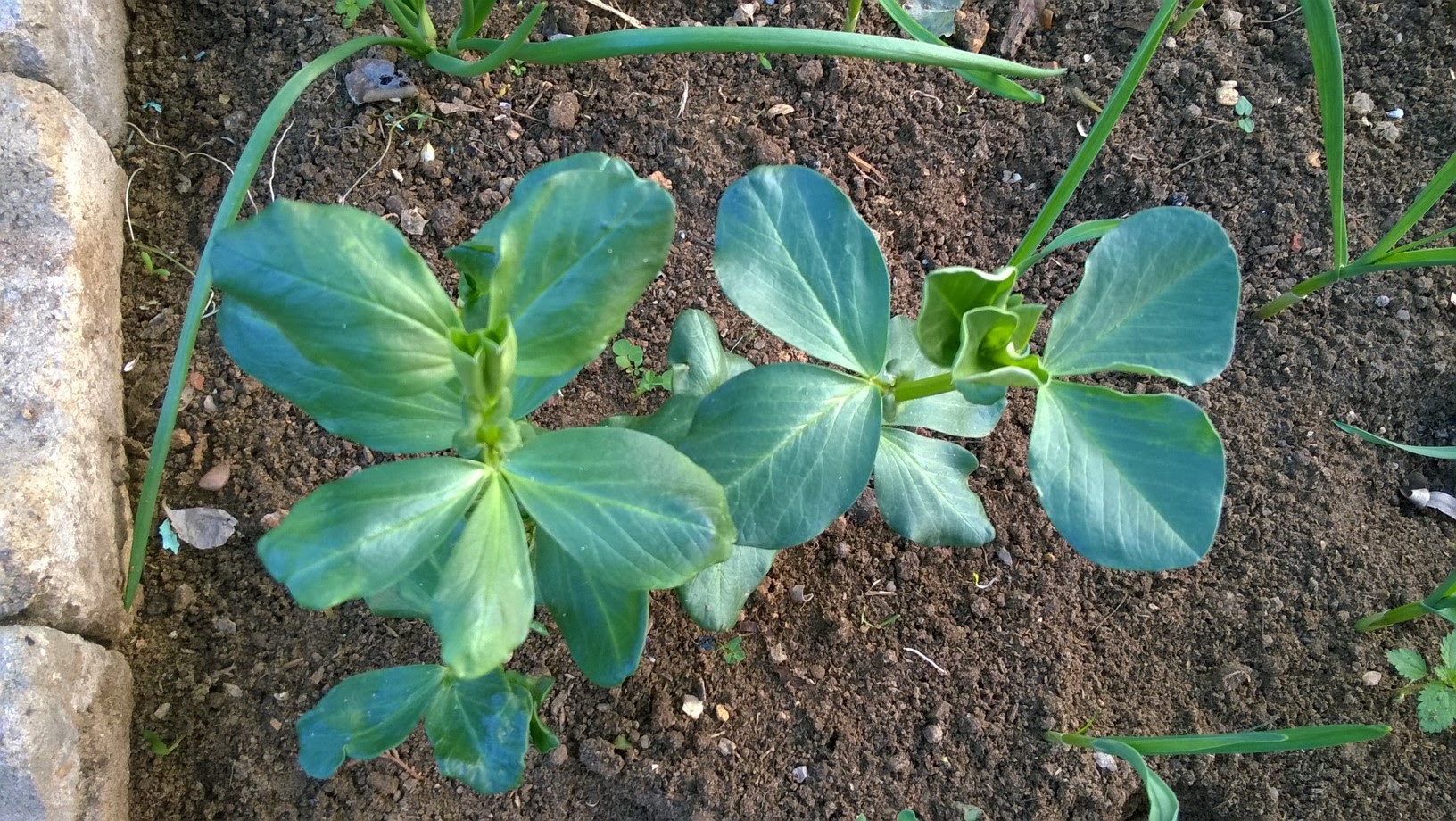How To Grow Broad Beans