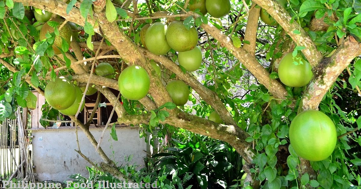 Philippine Food Illustrated miracle fruit