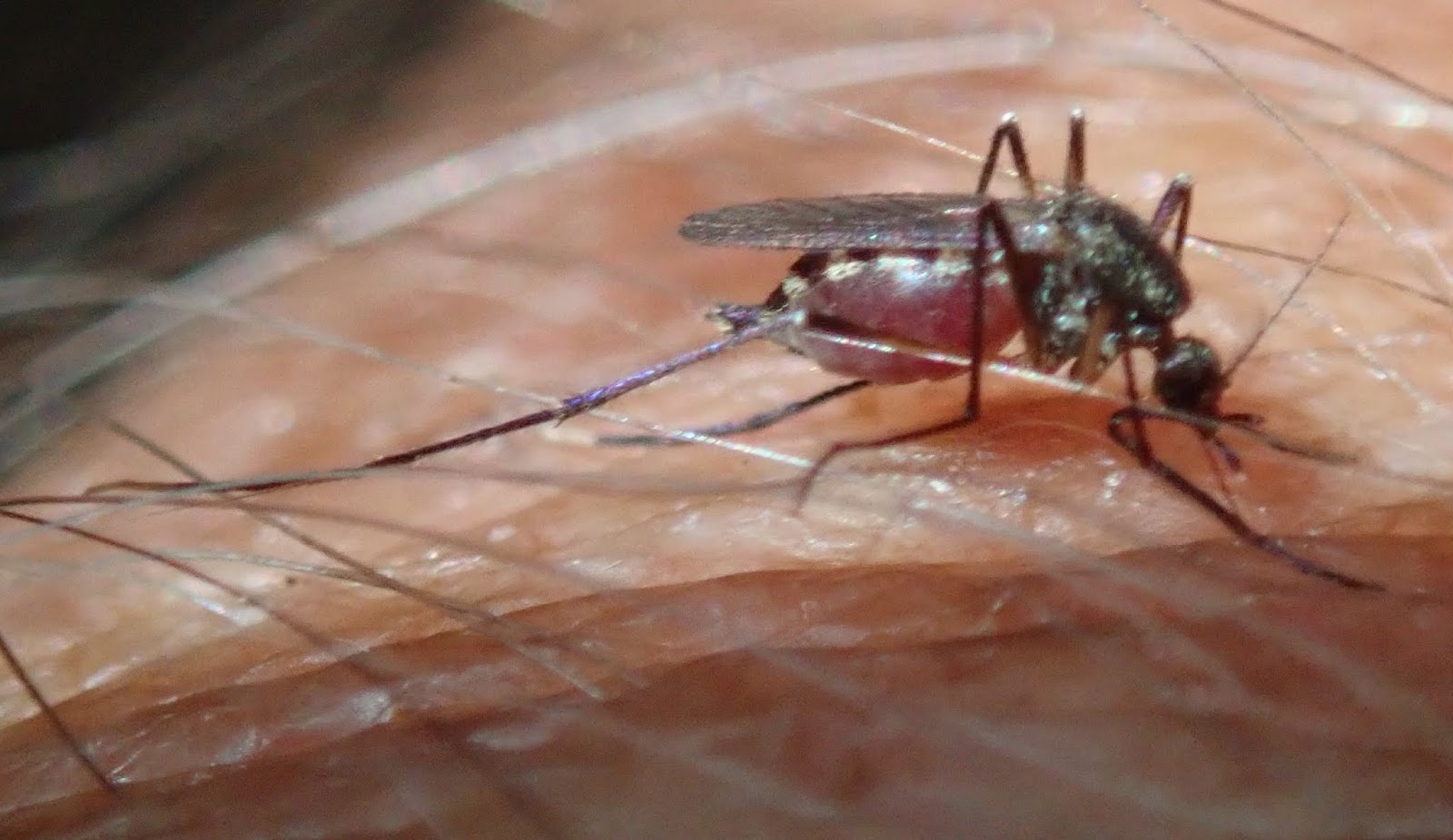 Sexy lady mosquito biting cock fetish school fuck