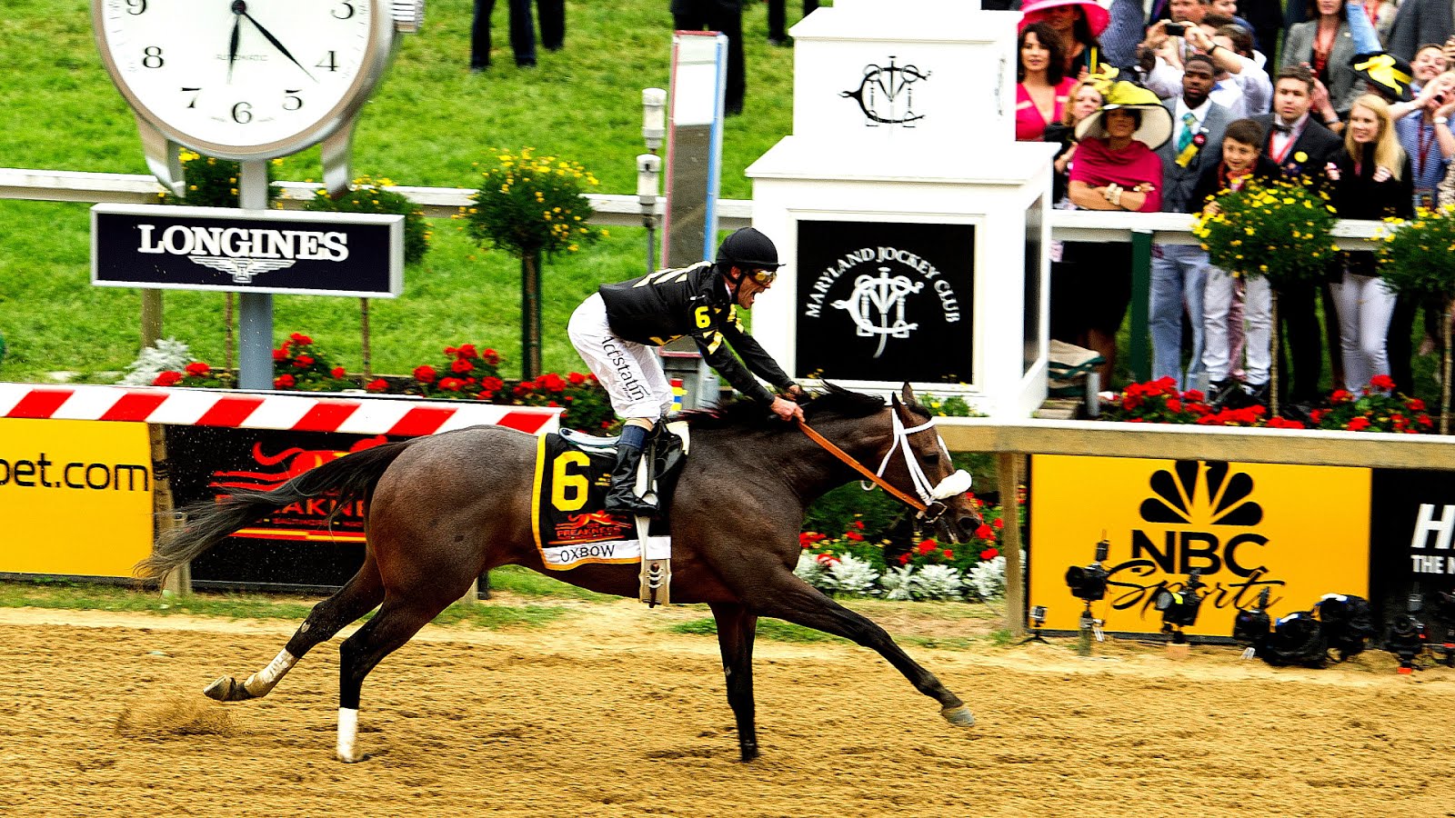 Finish Line Horse Horse Choices