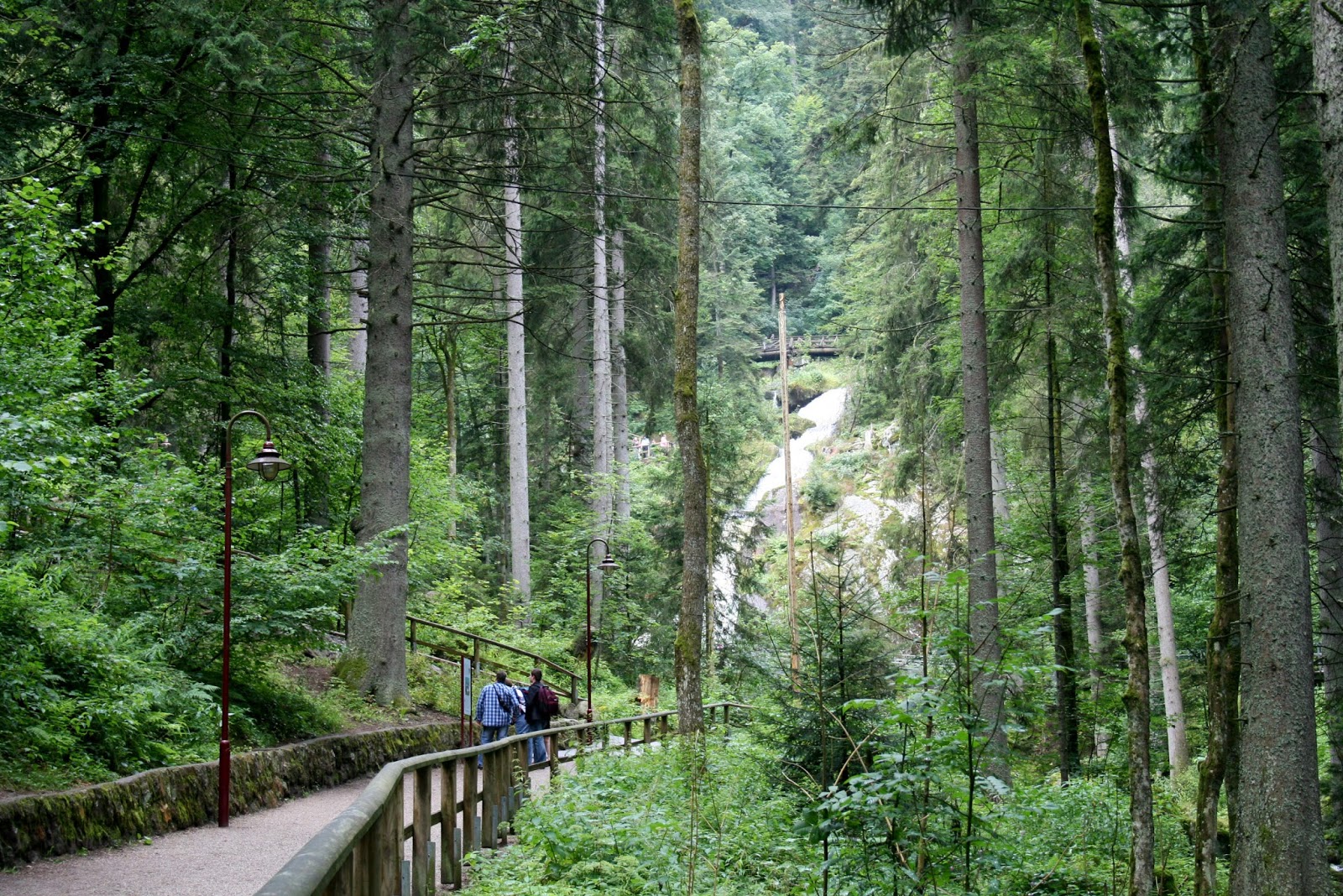 SELVA NEGRA (JULIO 2010) Viajar Sin Fronteras.