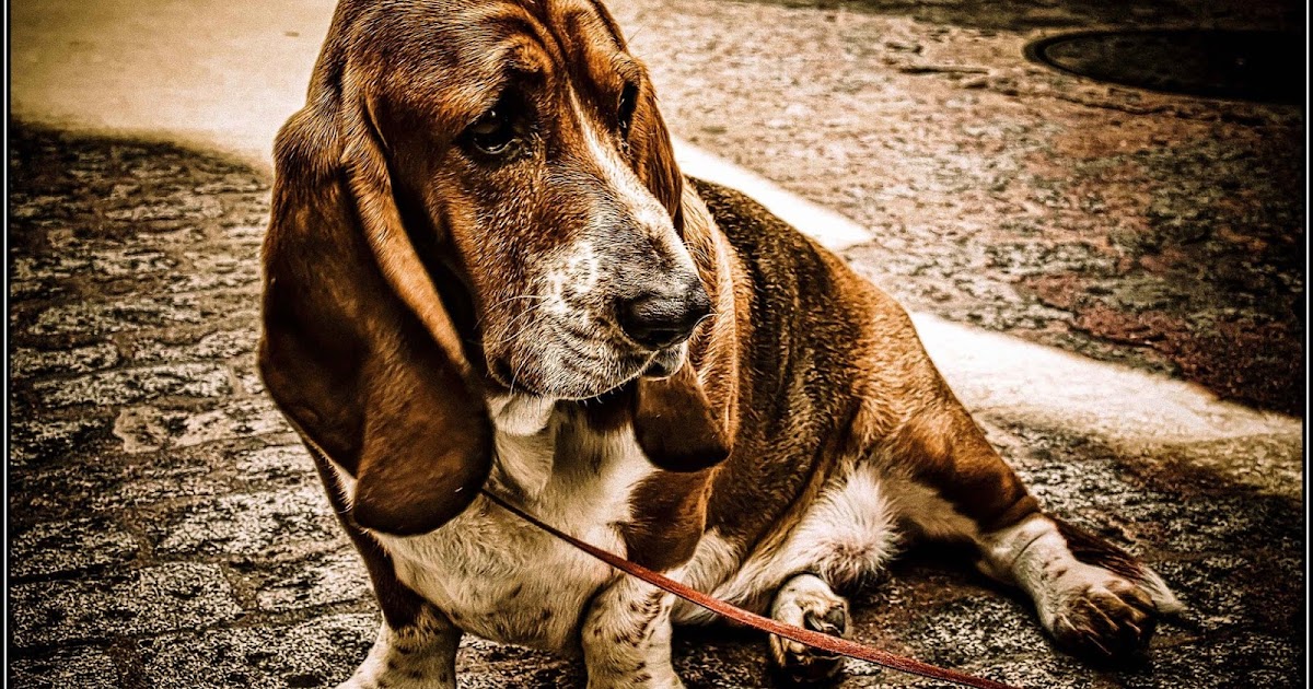 Animal Triste Tell Me How Bad I Am Perrito triste, | Beliart