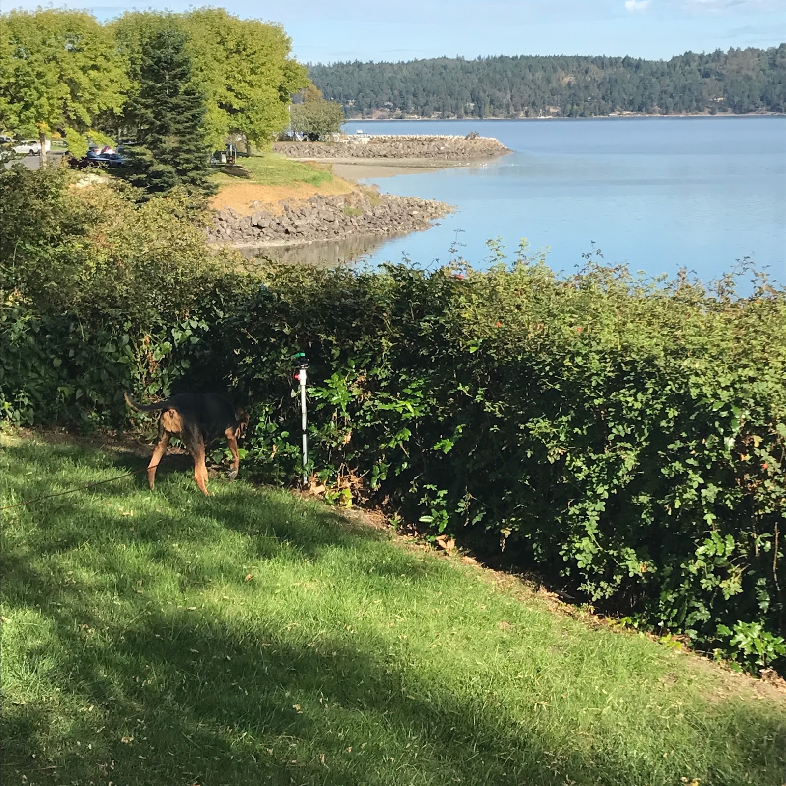 Cinnamon The Traveling Coonhound Dog Friendly Vacation In Sequim