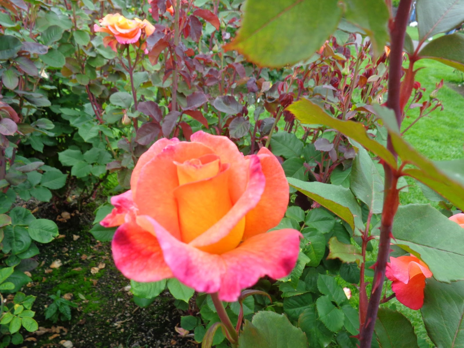 Exploring Tryon Creek