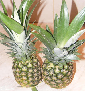 Ananas ananas, ananasul, fruct ananas, fructul ananas, ananas comosus, ananas copt, ananas bun, retete cu ananas, preparate din ananas, prorietatile ananasului,