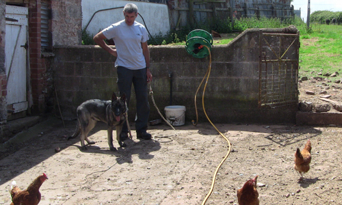 Paul Glennon and Murphy in a farm yard of chickens. Murphy watchs with interest
