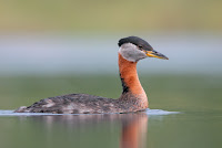 Red-Necked Grebe