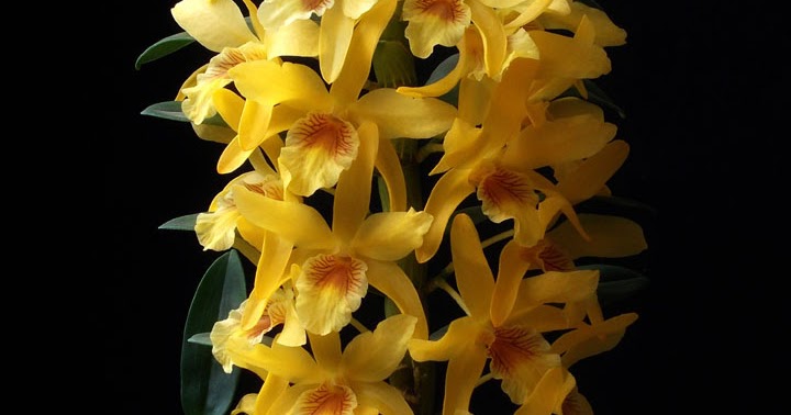 Orquídeas no Apê: Orquídea Dendrobium Stardust 'Chiyomi'