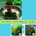 Java Moss 3 Buah Murah Aquascape