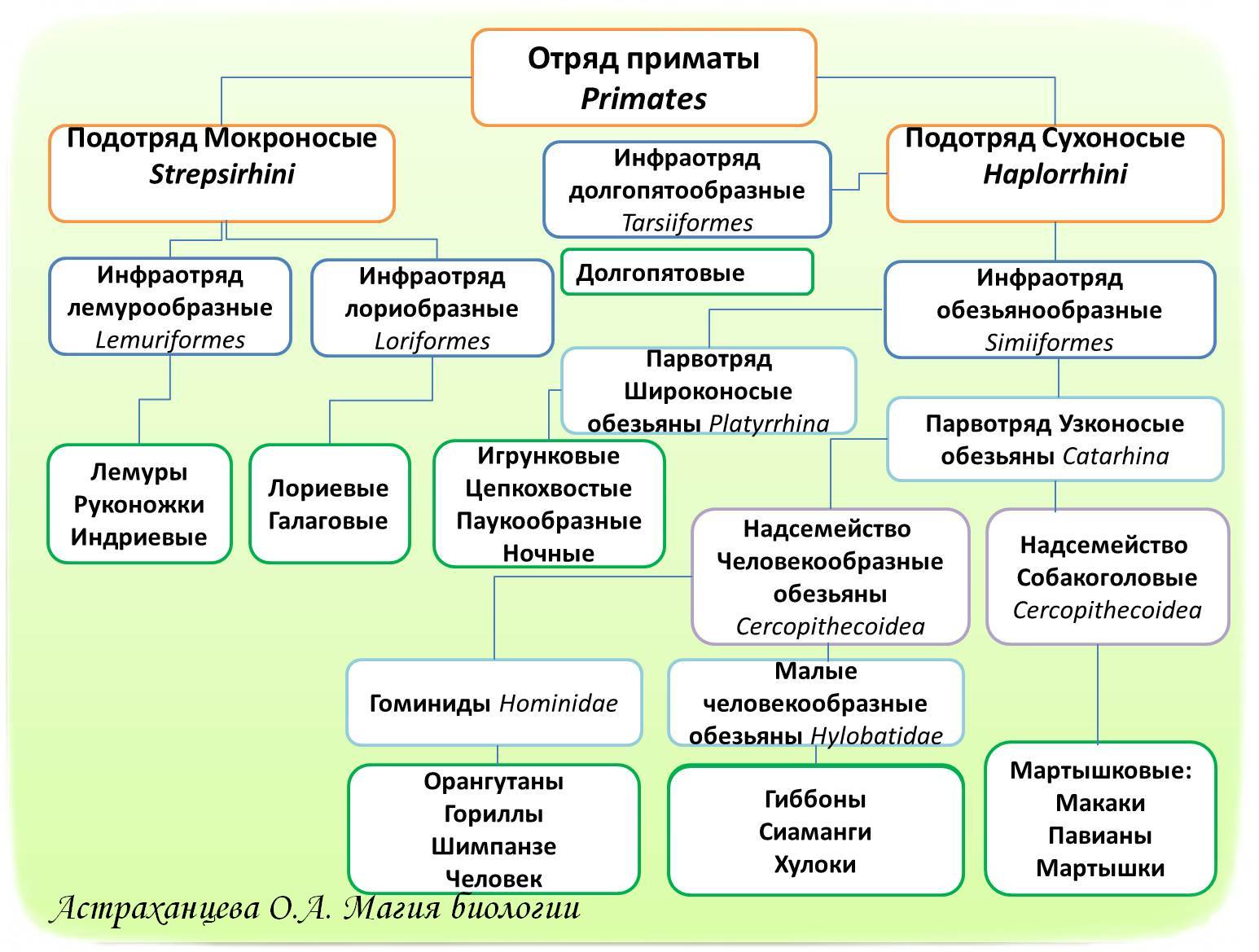 современная классификация приматов. таблица приматы. таблица приматы. отряд приматы систематика. отряд приматы семейство гоминиды.