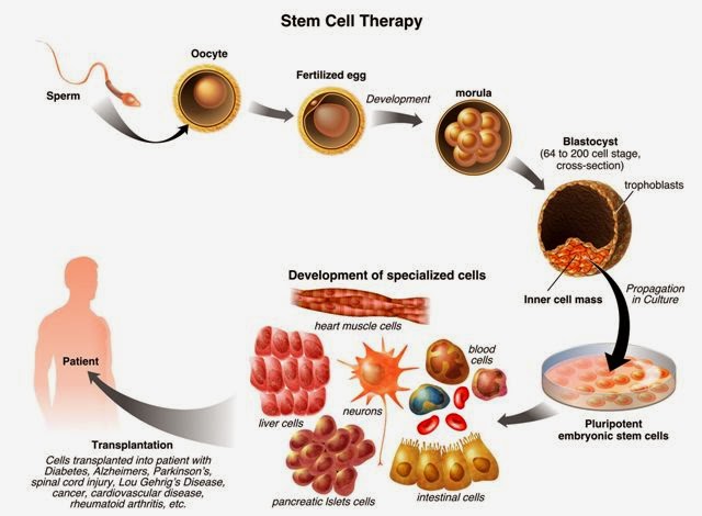 La Terapia de regeneración celular es una realidad a nivel mundial