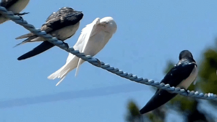 Ada 4 Jenis Burung Walet Yang Unik Dan Mempunyai Ciri Khas