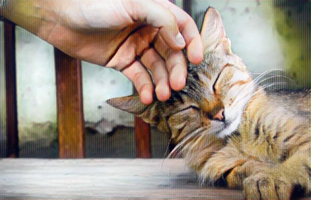 Persona acariciando con su mano a un gato