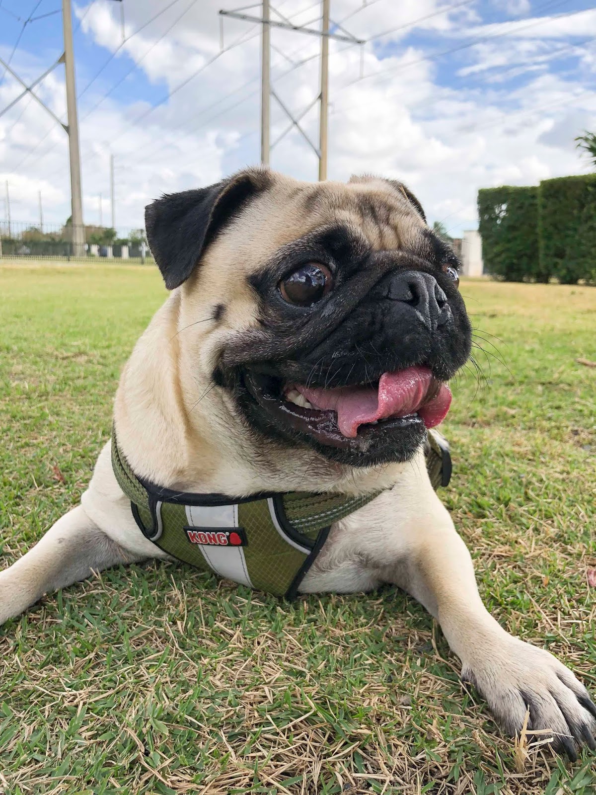 Florida Dog Walkers and Pet Sitters Miami Doggie Daycare & Boarding