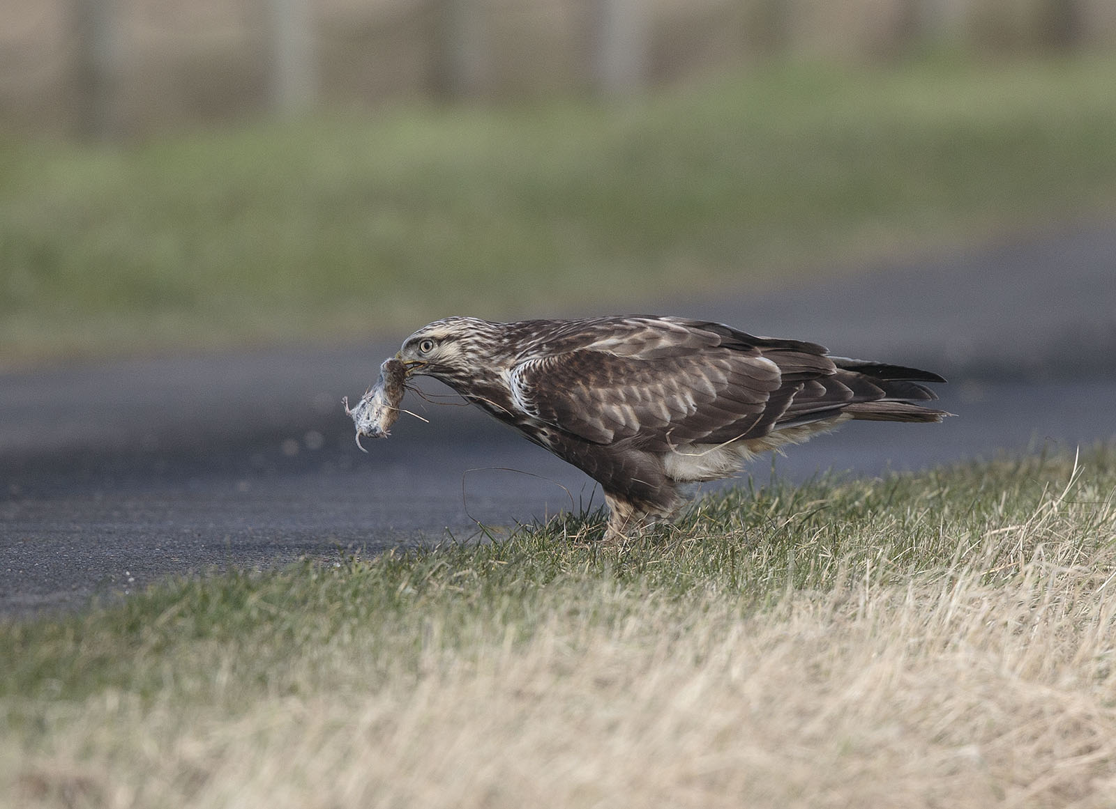 pewit Roughlegged Buzzard catching and eating vole and showing well