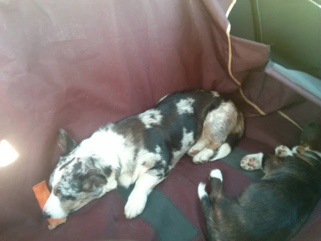 pies w samochodzie podróże z psem, z psem w drodze, pies w aucie, samochód, welsh corgi, welsh corgi cardigan, toyota, avensis, toyota avensis, sandomierz, w trasie, w trasie z psem, biba, yuma, twiggy, cardimania