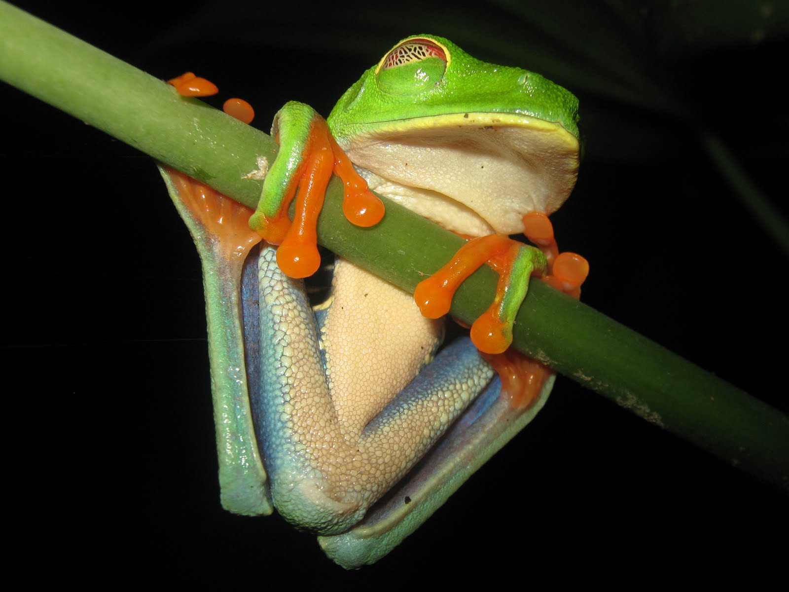 livelifelike.com September 4. . .Live Life Like a Tree Frog. . .Humorously