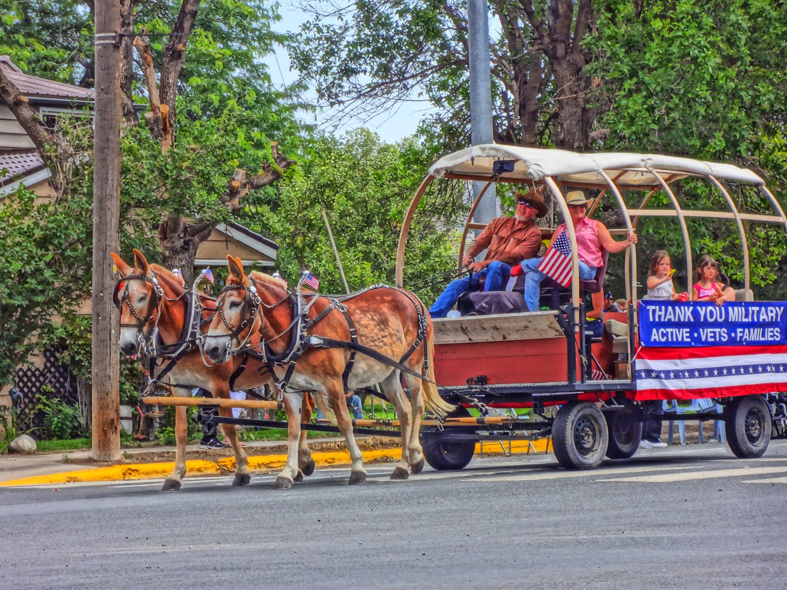 Mules on parade, Whitehall, Montana