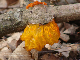 Tremella mesenterica DSC100624