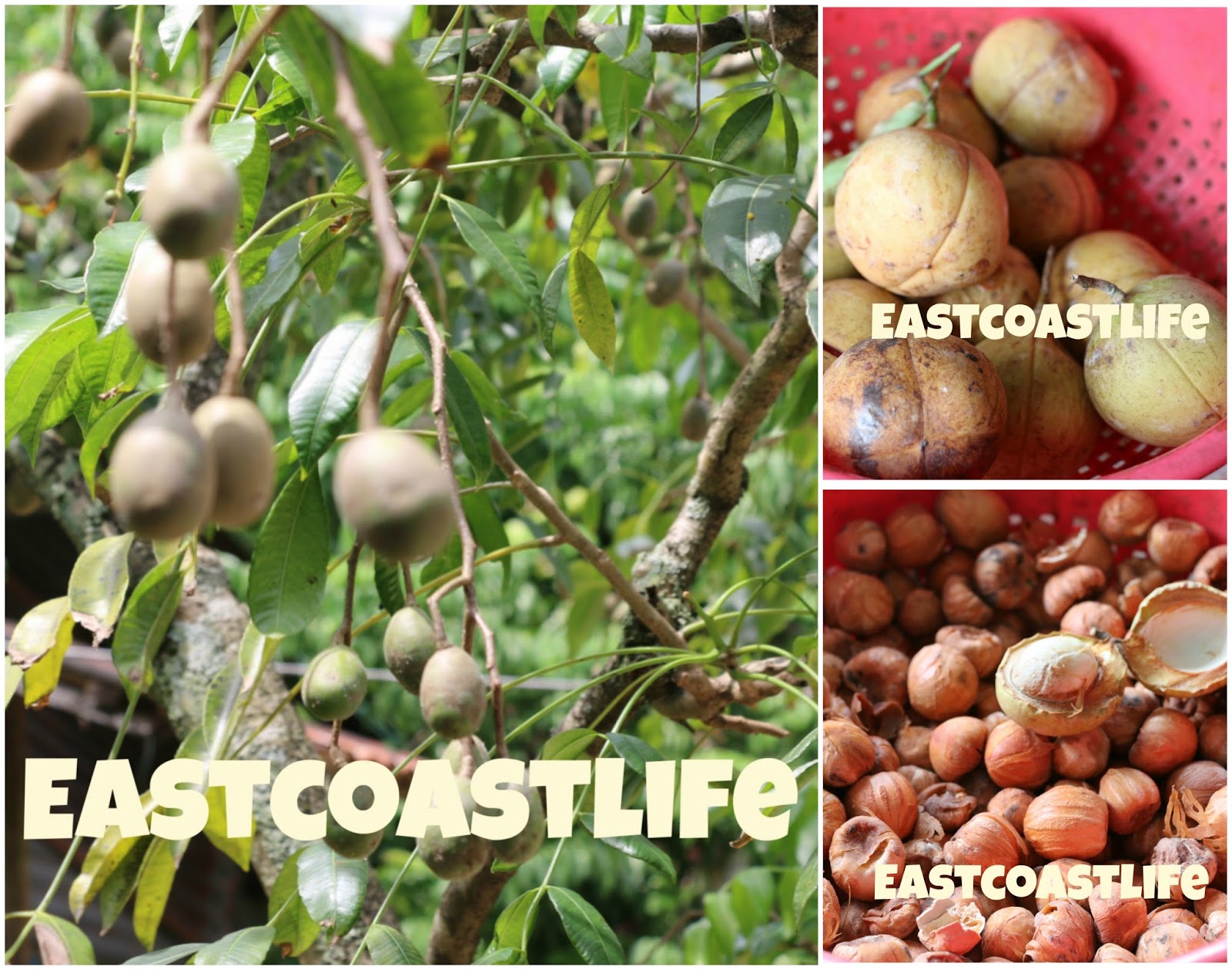 eastcoastlife Nutmeg Farm Penang 槟城豆蔻园