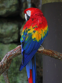 Macaw + Duplicate Level-Adjusted 199,87;  Mode Color; Opacity 100%