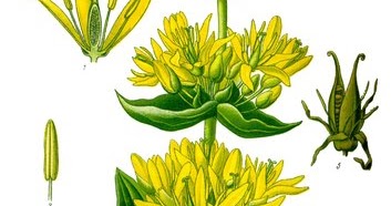 VADEMECUM NATURAL. FARMACOGNOSIA.: GENCIANA