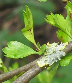 Hawthorn leaves and lichen on twig.